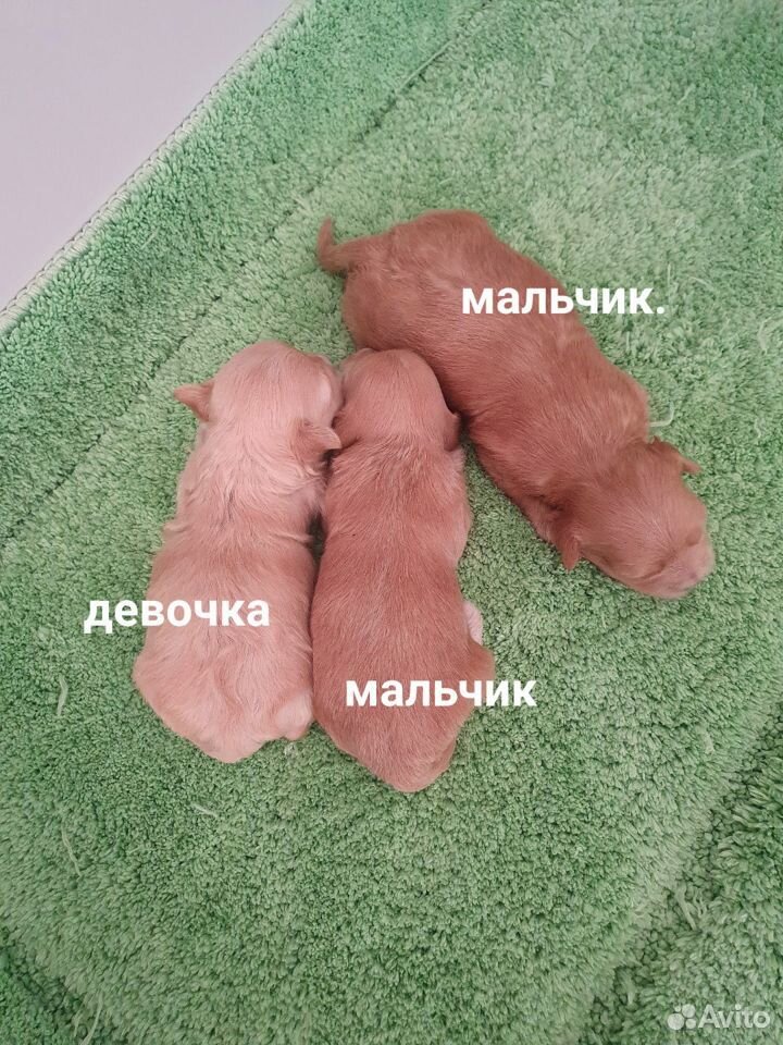 Мальтипу