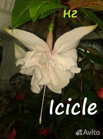 Сортовые фуксии