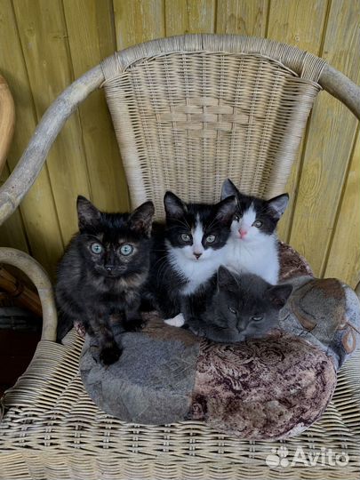 Котенок в дар