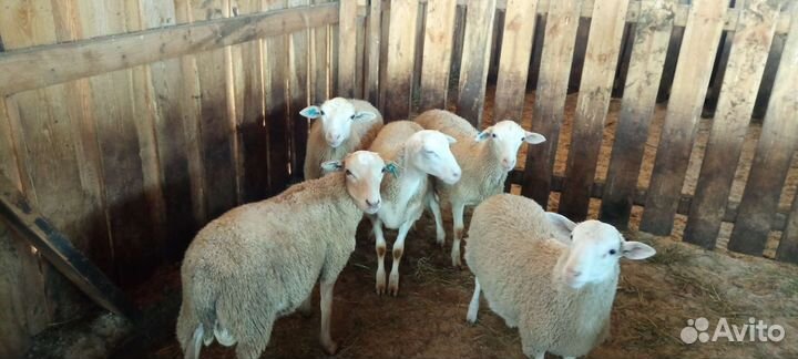 Катумские бараны