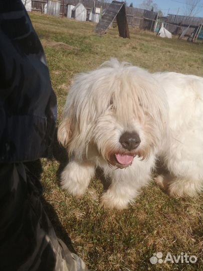 Отдам даром бесплатно