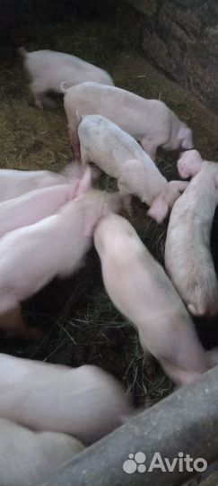 Бык и телка на племя