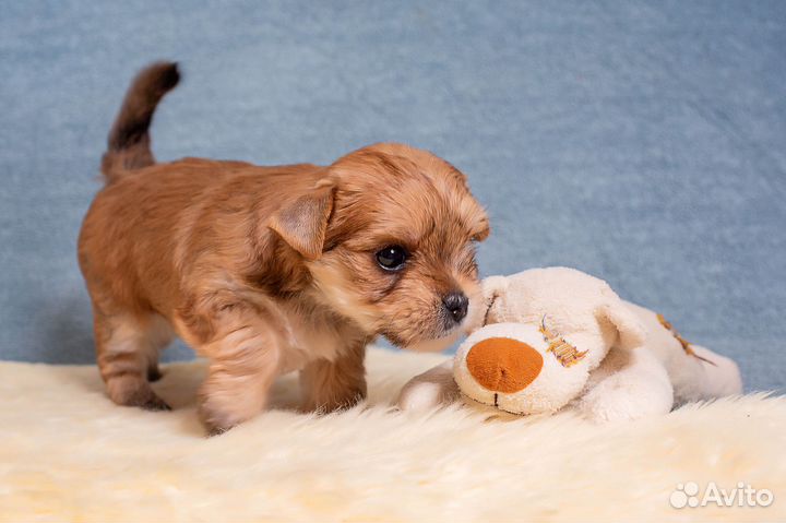 Йоркширский терьер мини девочка