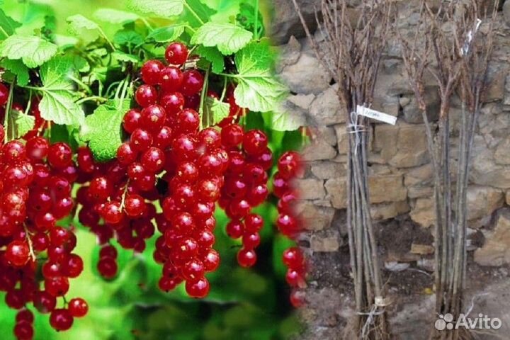 Саженцы крыжовника, смородины черной и красной
