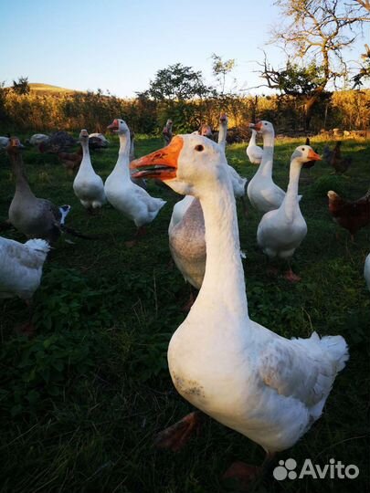 Гусак Холмогорский на племя