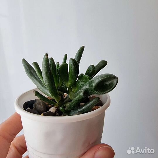 Крассула Овата Коралл