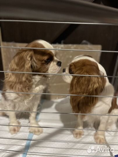 Кавалер кинг чарльз Спаниель