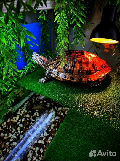 Черепашки красноухие бесплатно