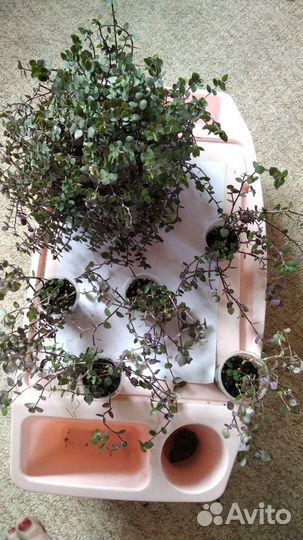 Коллизия зеленая