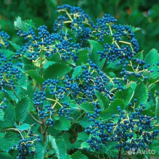 Калина зубчатая Блю Маффин