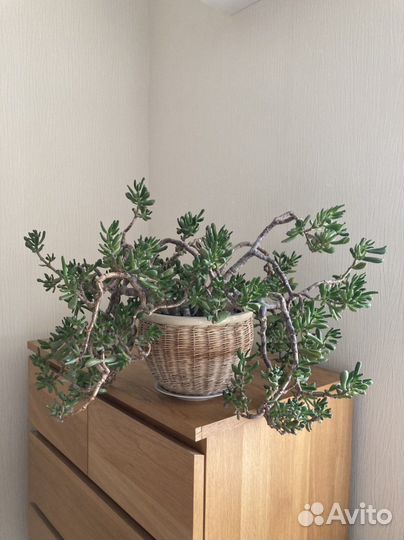 Толстянка большая / большой кактус