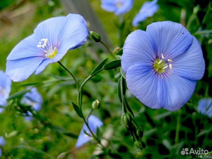 Незабудка, лен