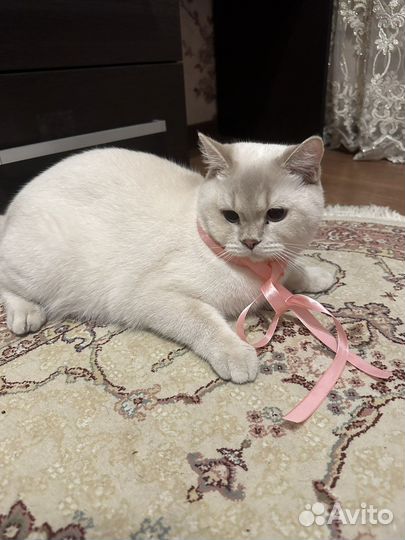 Шотландский котик