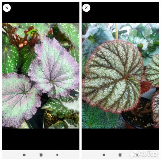 Бегония декоративно лиственная на срез