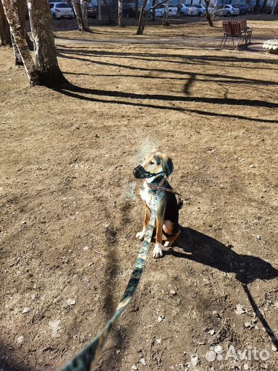 Отдам щенка охотничьей породы