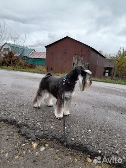 Вязка собак