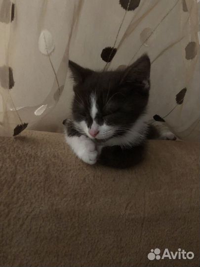 Отдам котенка
