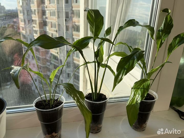 Домашние растения цветы