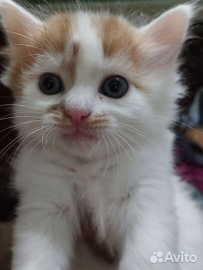 Отдадим котят