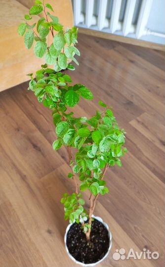 Брейния снежная