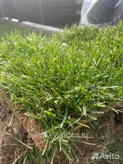 Рулонный газон /продажа/укладка
