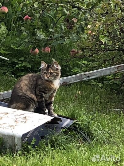 Кошка в дар