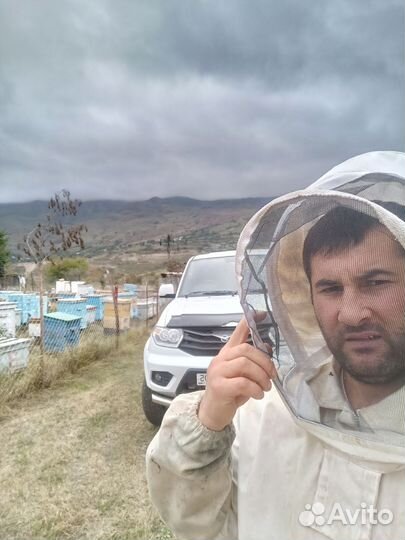 Продаю пчёлы