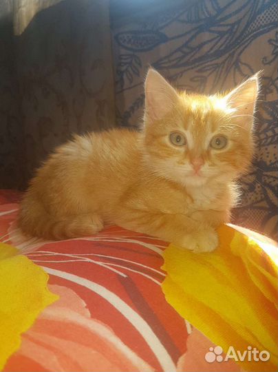 Кошка в дар бесплатно