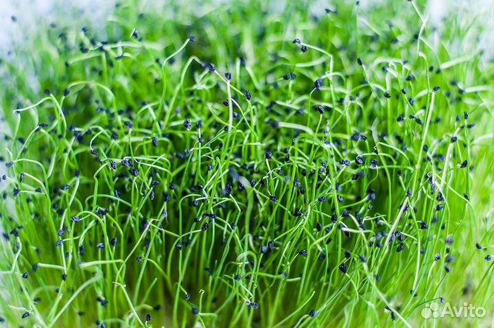 Франшиза производства микрозелени