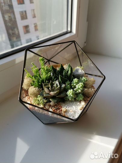 Флорариум с суккулентами