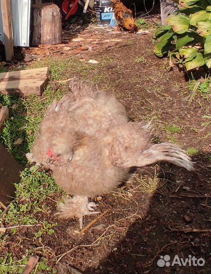 Китайские шелковые