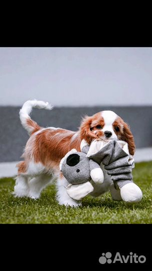 Щенки Кавалерчики РКФ