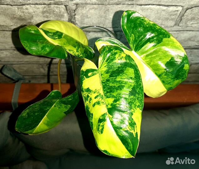 Филодендрон Бурле макс вариегатный