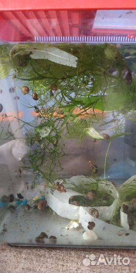 Улитки аквариумные