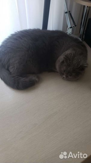 Британская кошка бесплатно