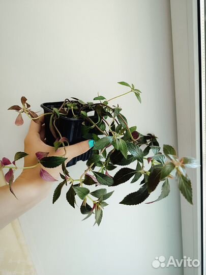 Ахименесы, 4 сорта