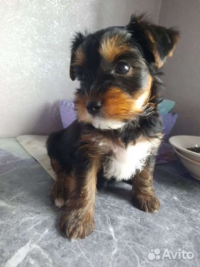 Йоркширский терьер