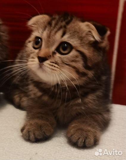 Вислоухие тигрята