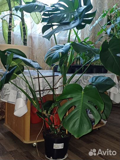 Монстера деликатесная, сциндапсус, Филодендрон