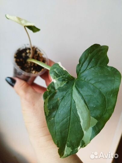 Сингониум, Сциндапсус, Эпипремнум