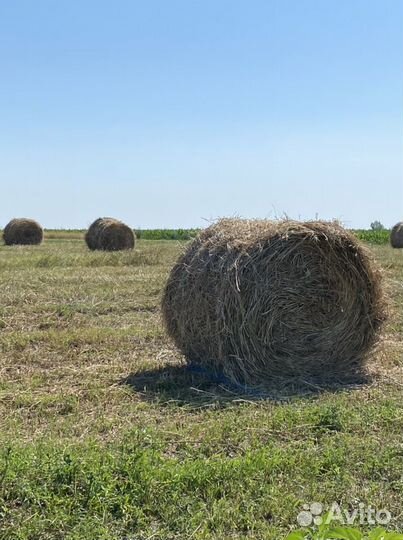 Сено эспарцет. Самовывоз
