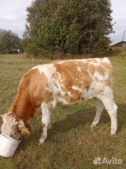 Телка и бык