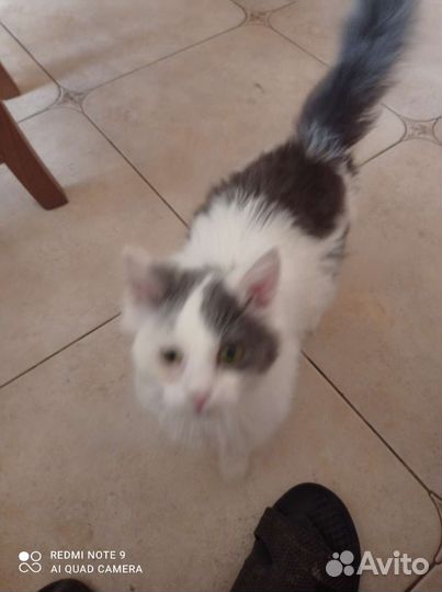 Дымок ищет дом и хороших хозяев