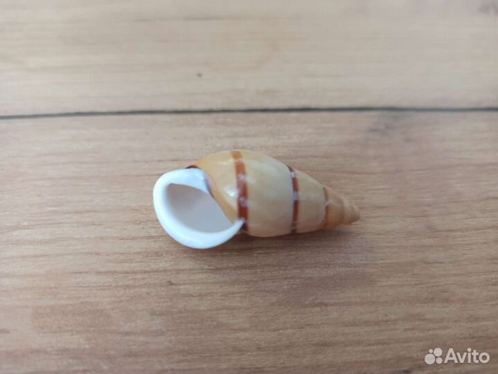 Морская раковина