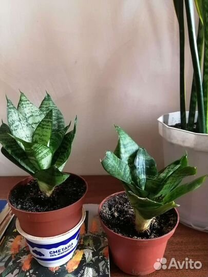 Цветы домашние