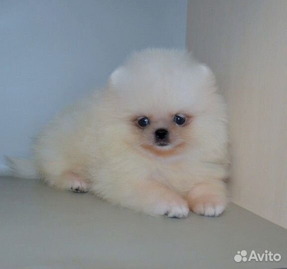 Померанский шпиц, кукольные щенки с документами