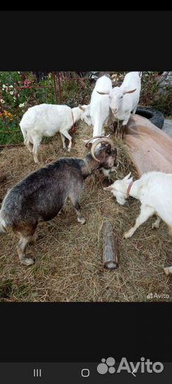 Зааненская дойная коза