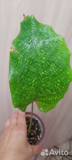 Калатея нетворк