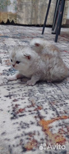 Британские котята