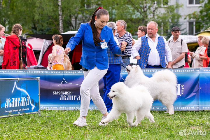 Самоедская лайка
